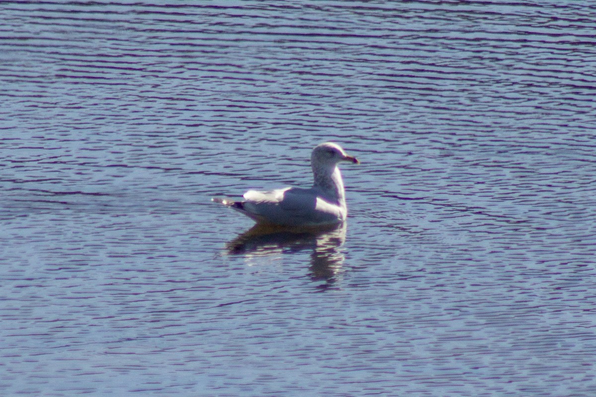 Делавэрская чайка - ML643555220