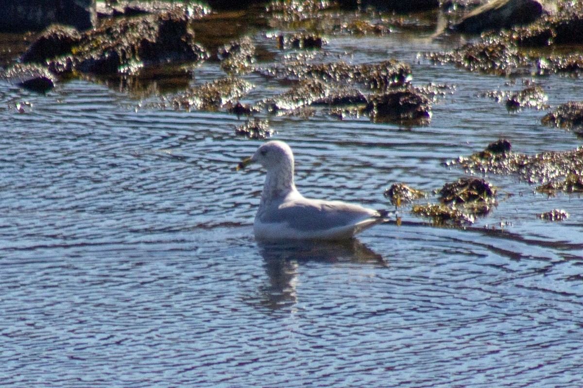 Делавэрская чайка - ML643555221