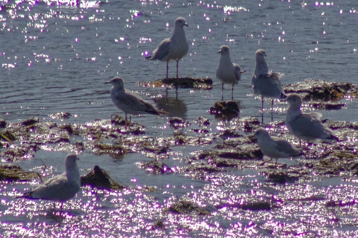 Делавэрская чайка - ML643555223