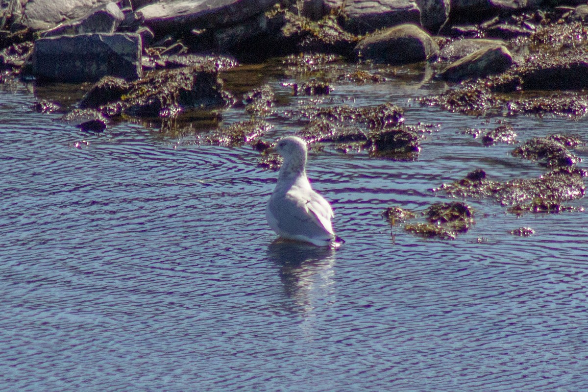 Делавэрская чайка - ML643555224
