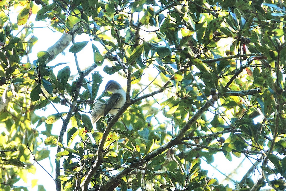 Red-eyed Vireo - ML643555225