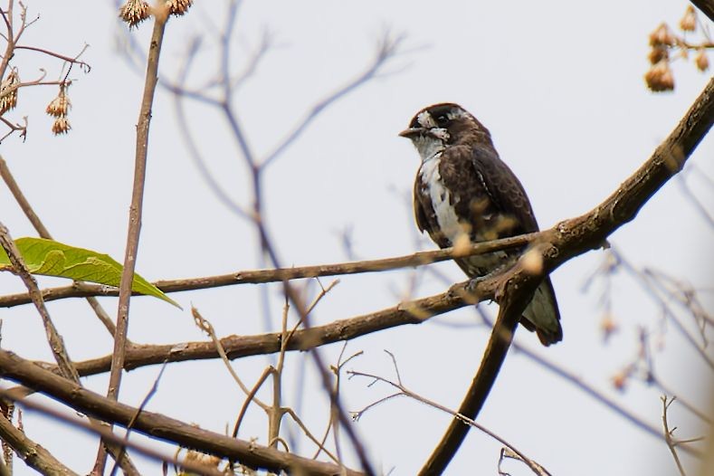 White-browed Purpletuft - ML643555228