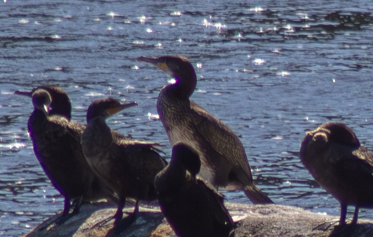 Большой баклан - ML643555231