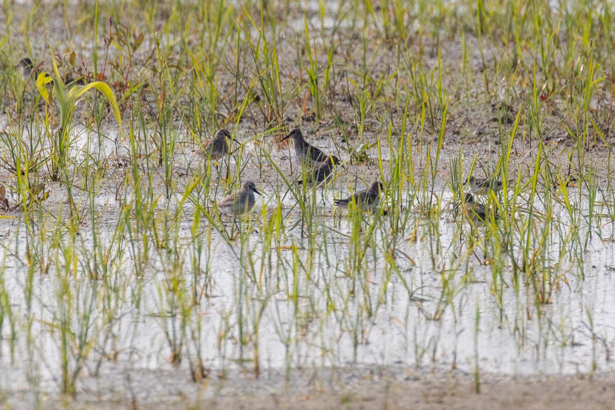 Dunlin - ML643555232