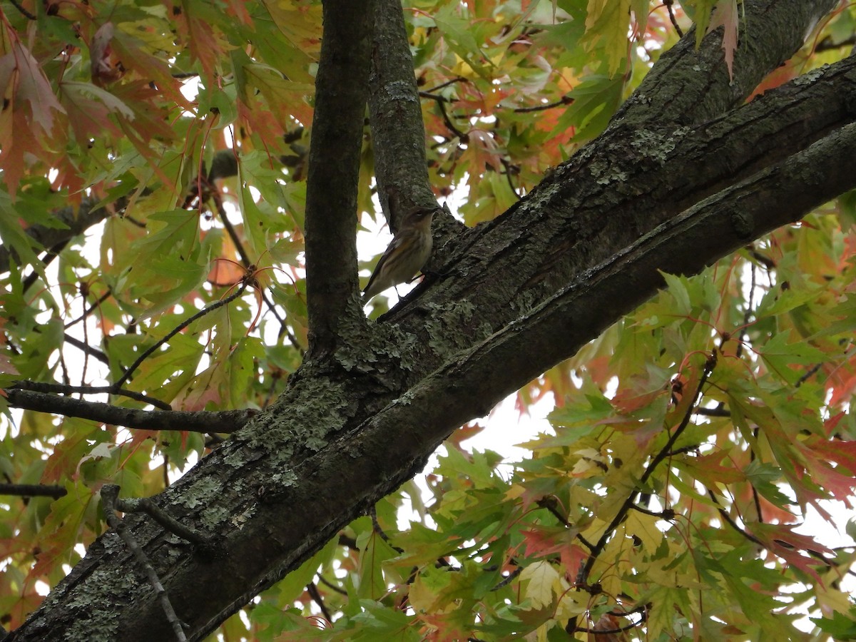 Yellow-rumped Warbler - ML643555235