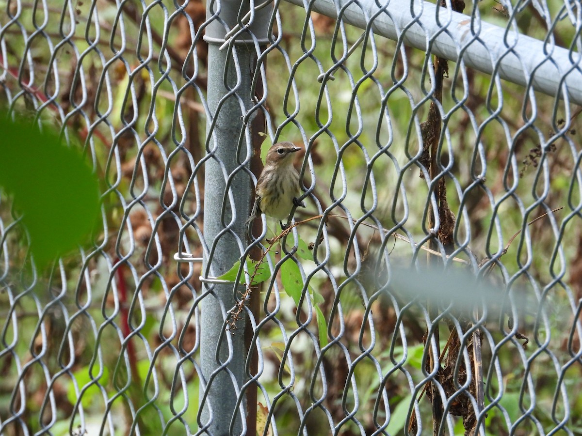 Yellow-rumped Warbler - ML643555236