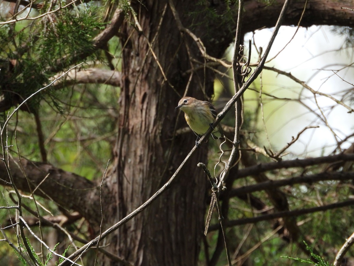 Yellow-rumped Warbler - ML643555237