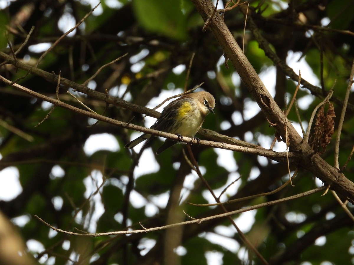 Yellow-rumped Warbler - ML643555238