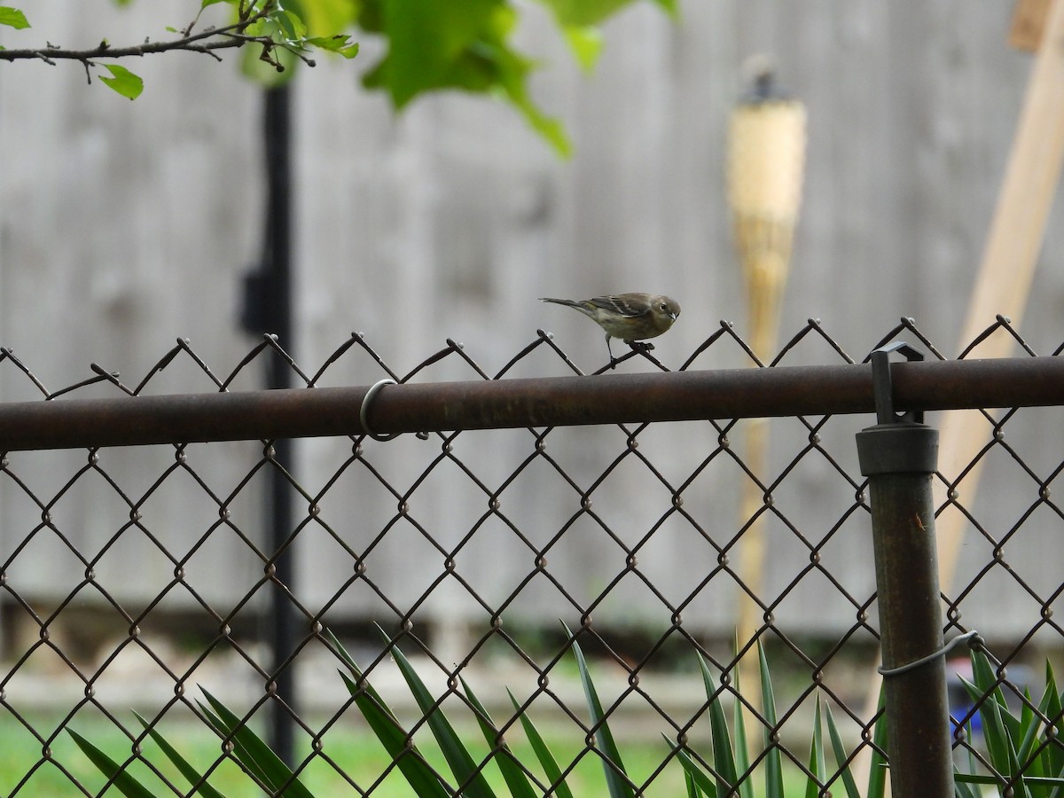 Yellow-rumped Warbler - ML643555239
