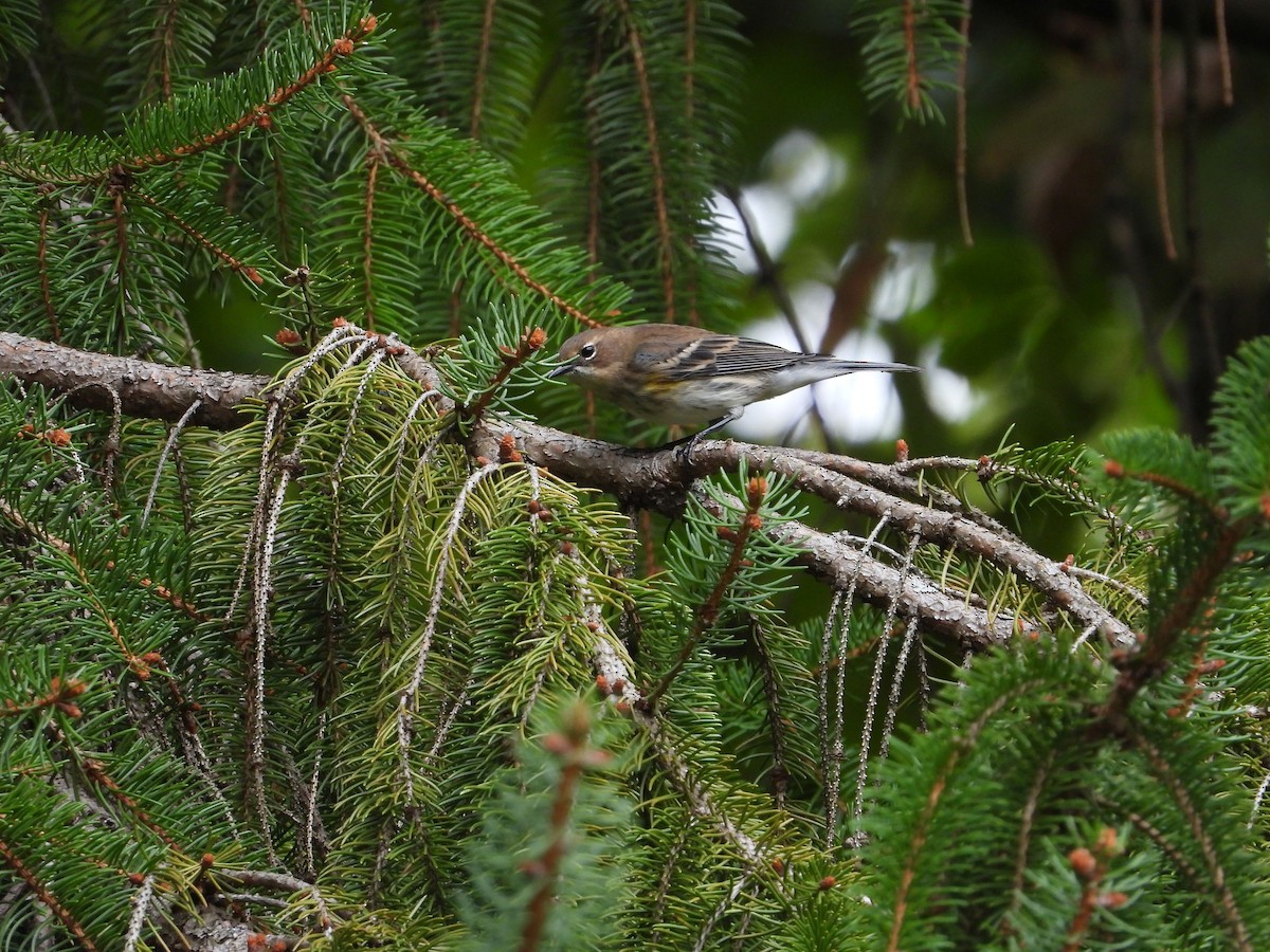 Yellow-rumped Warbler - ML643555241