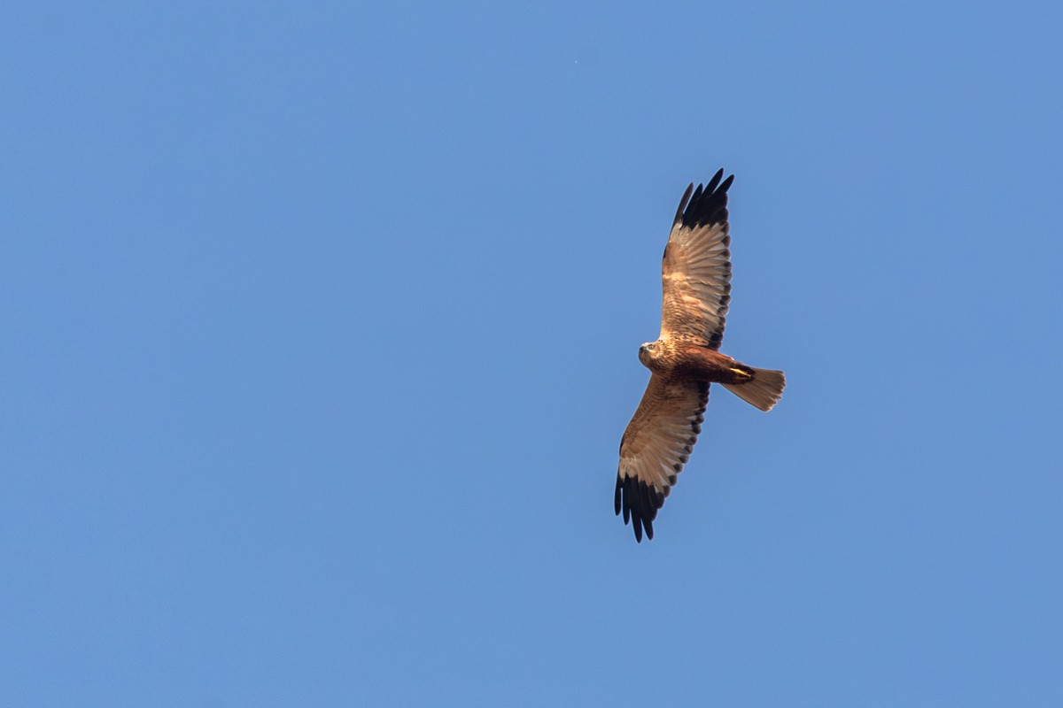 Western Marsh Harrier - ML643555254