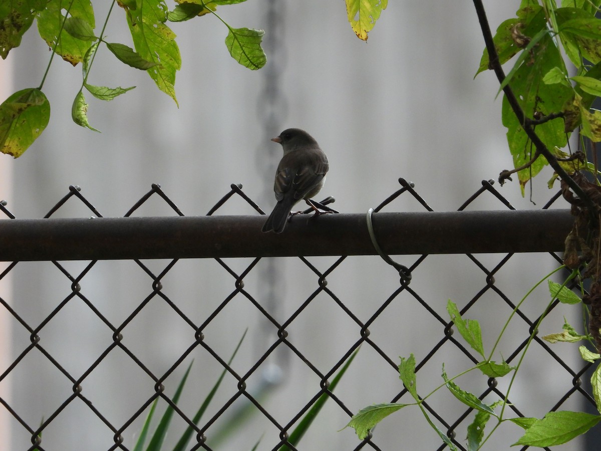 Dark-eyed Junco - ML643555257