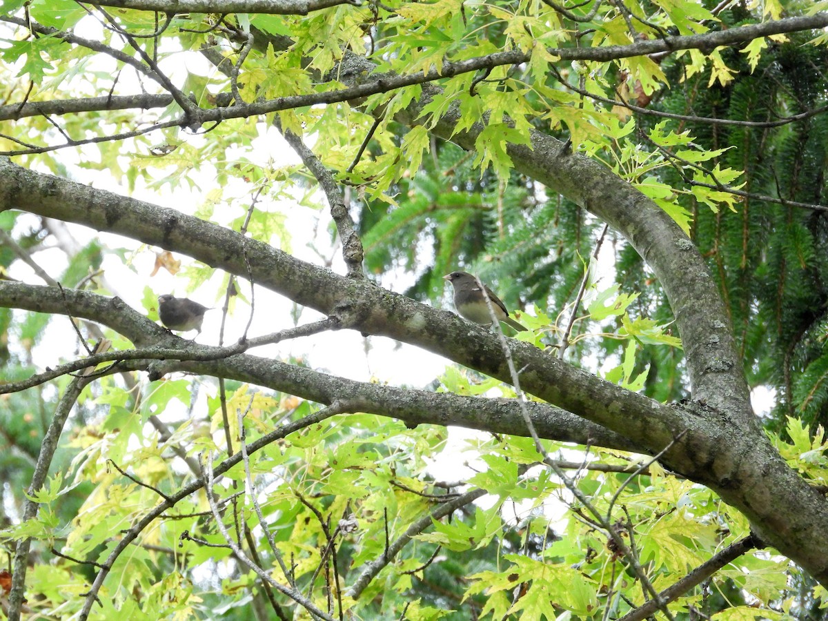 Dark-eyed Junco - ML643555260