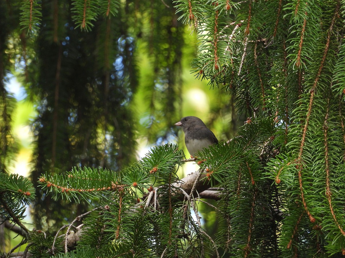 Dark-eyed Junco - ML643555261