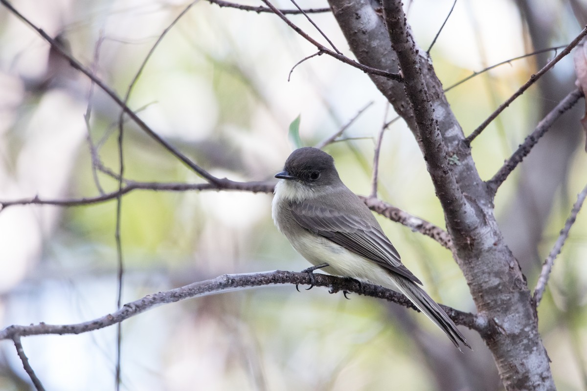 Eastern Phoebe - ML643555269