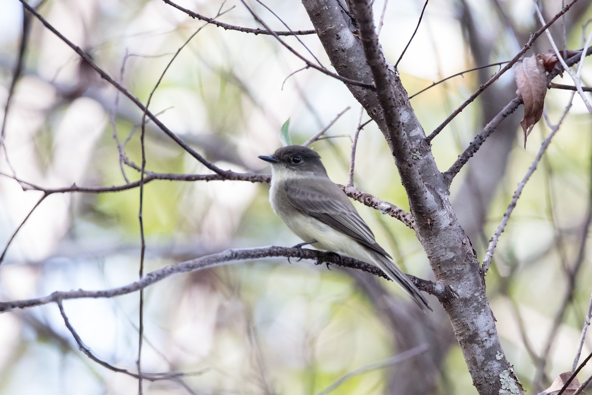Eastern Phoebe - ML643555270