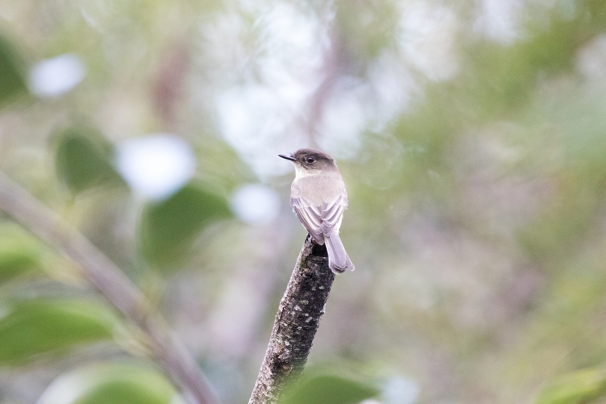 Eastern Phoebe - ML643555271