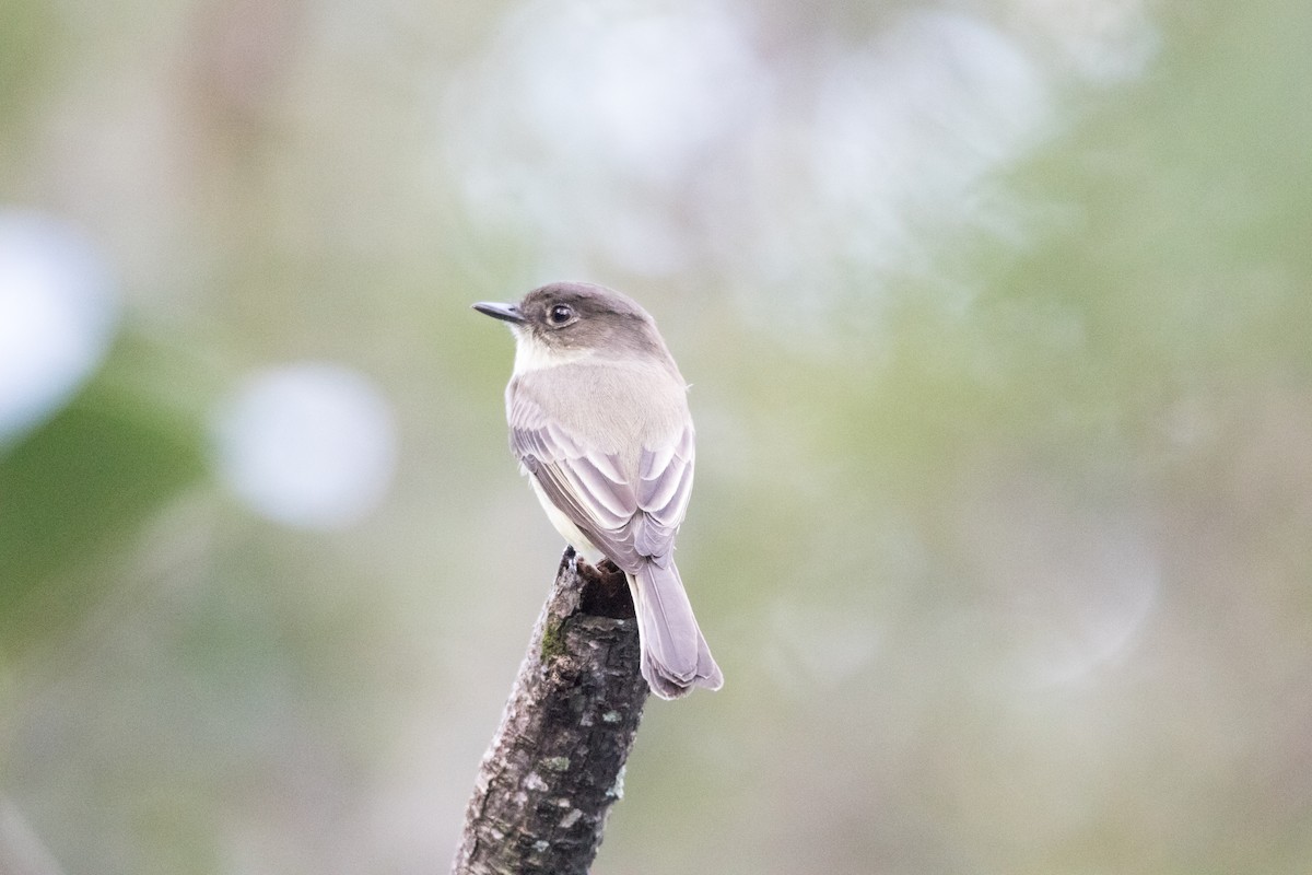 Eastern Phoebe - ML643555272