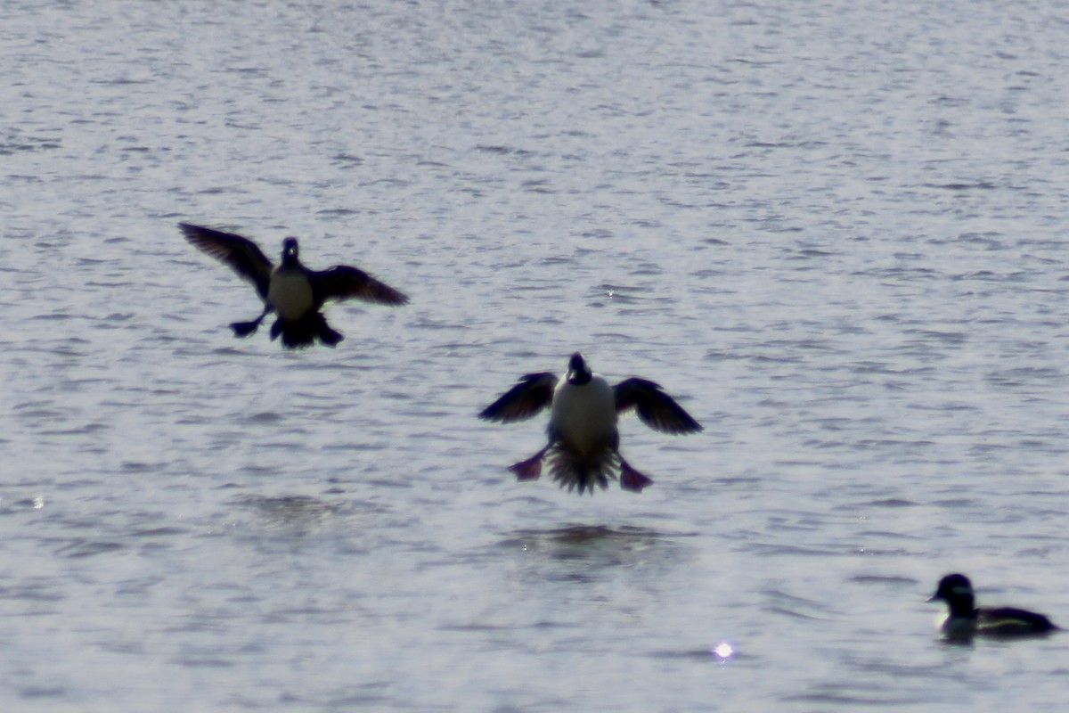 Bufflehead - ML643555277