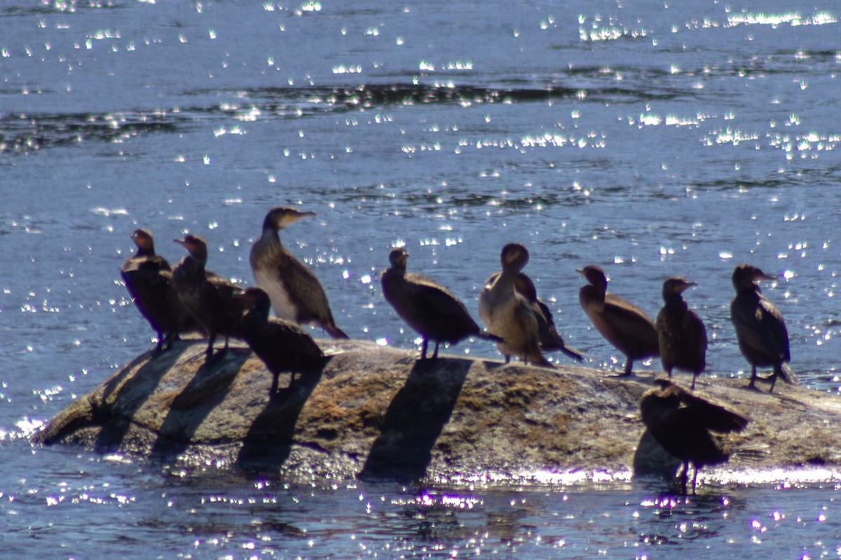 Ушастый баклан - ML643555301