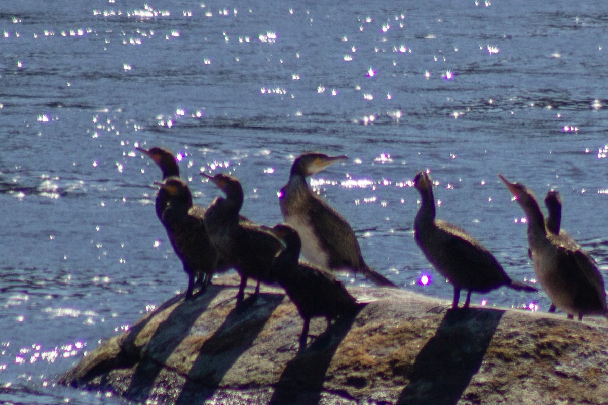 Ушастый баклан - ML643555302