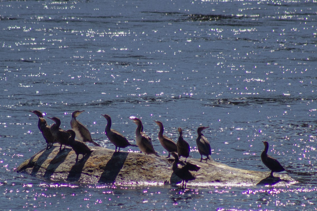 Ушастый баклан - ML643555303