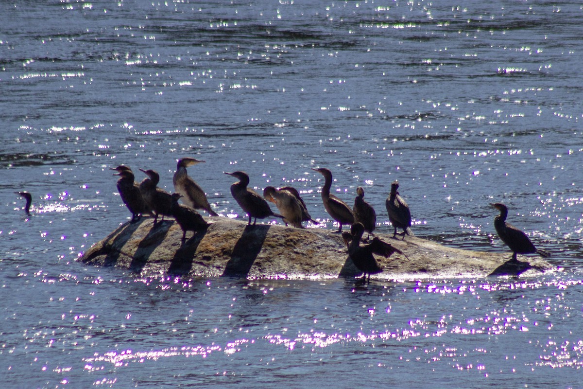 Ушастый баклан - ML643555304