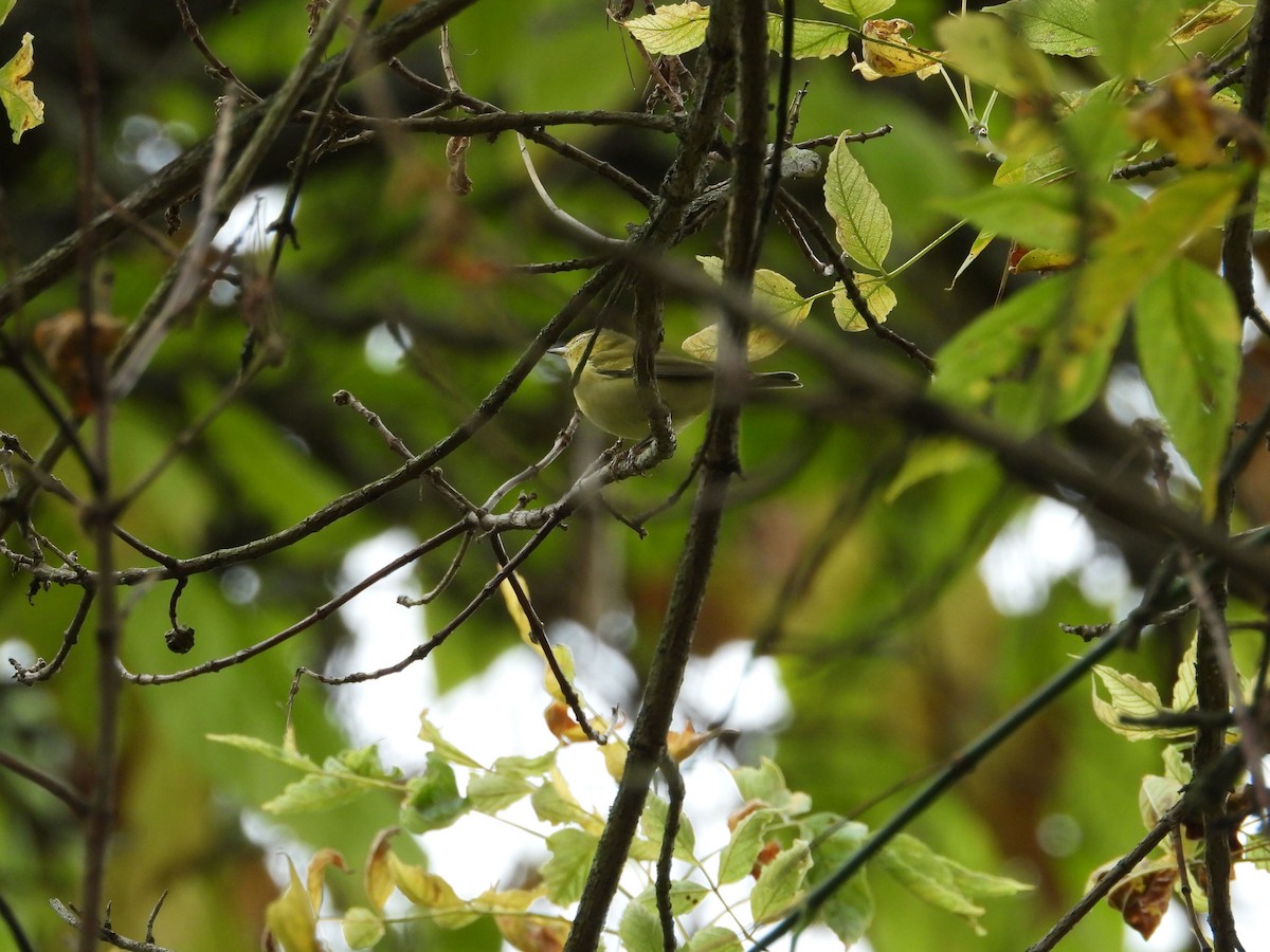 Tennessee Warbler - ML643555308