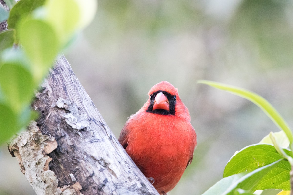 Northern Cardinal - ML643555323