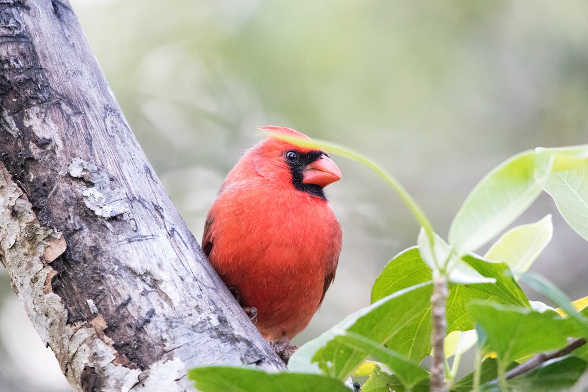 Northern Cardinal - ML643555325