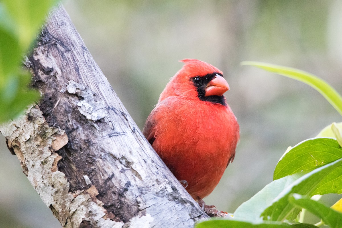 Northern Cardinal - ML643555326