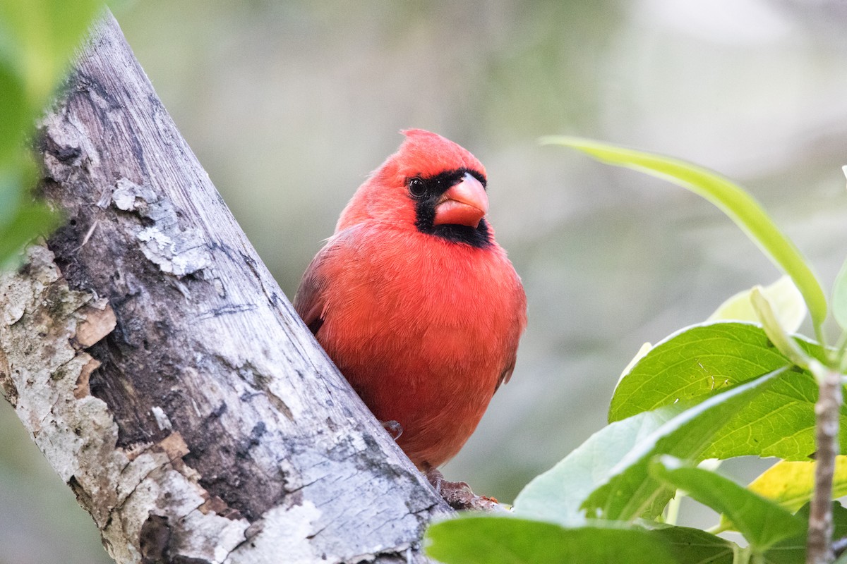Northern Cardinal - ML643555327