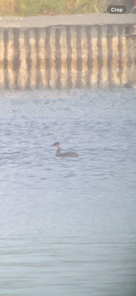 Red-necked Grebe - ML643555330