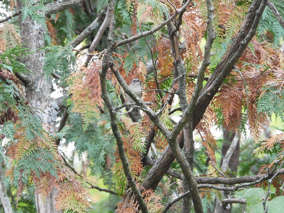 Golden-crowned Kinglet - ML643555333