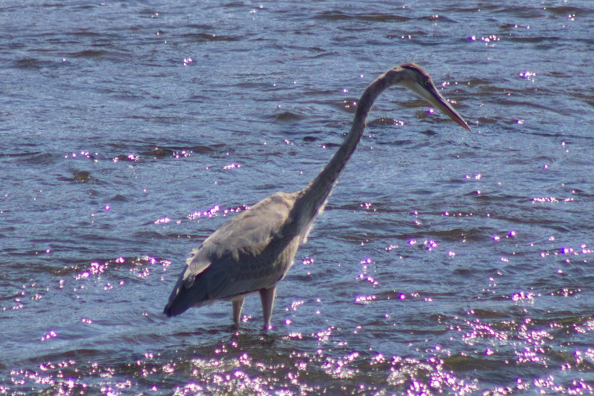 Большая голубая цапля - ML643555334