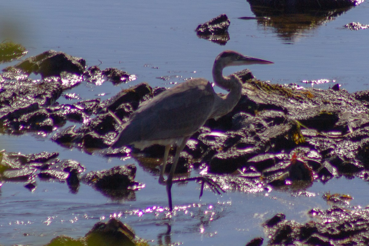 Большая голубая цапля - ML643555335