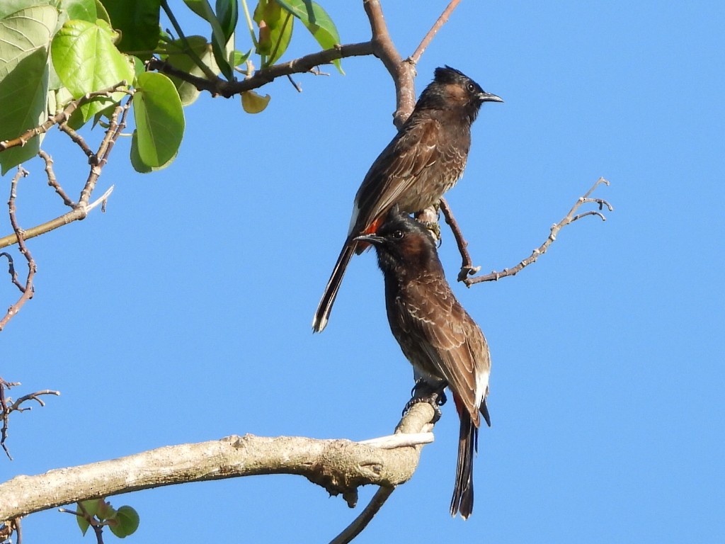 bulbul šupinkový - ML643555336