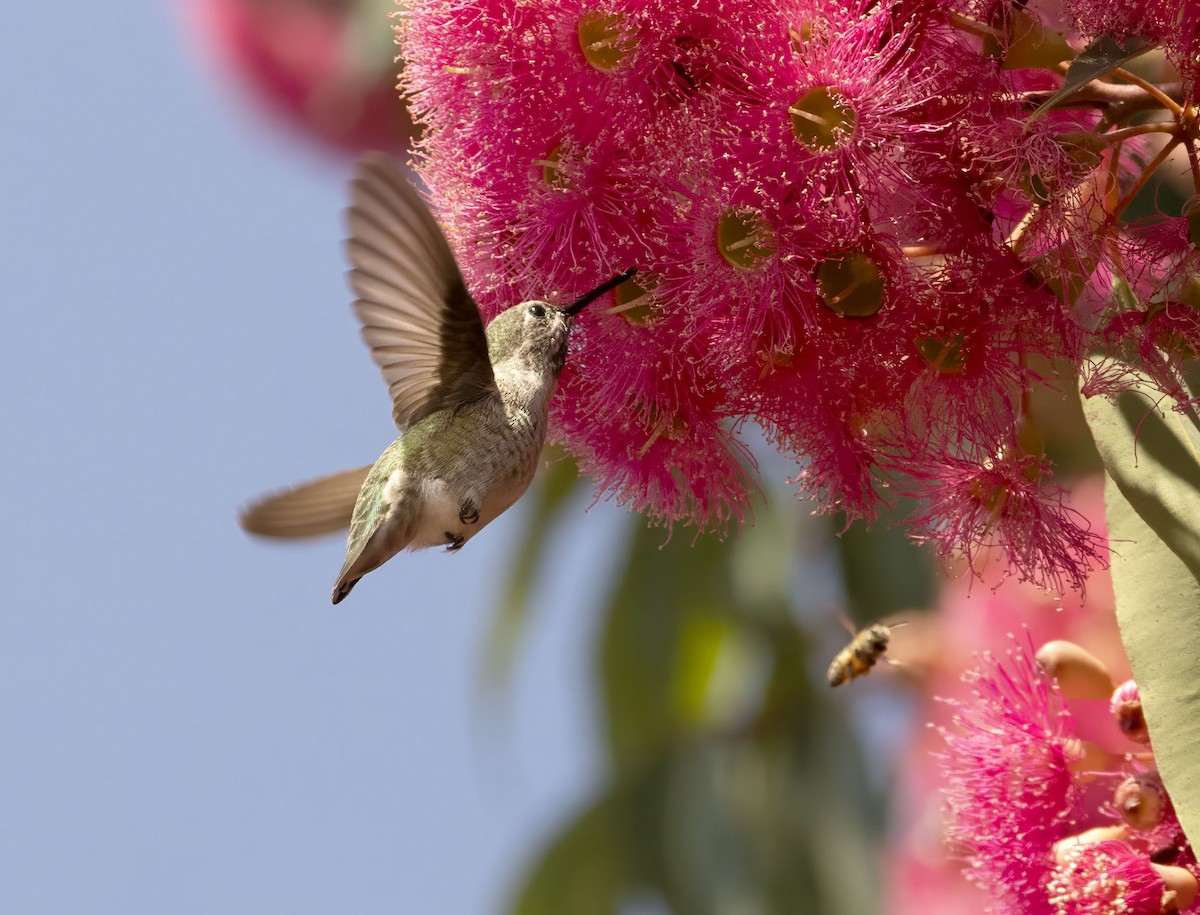 Anna's Hummingbird - ML643555343