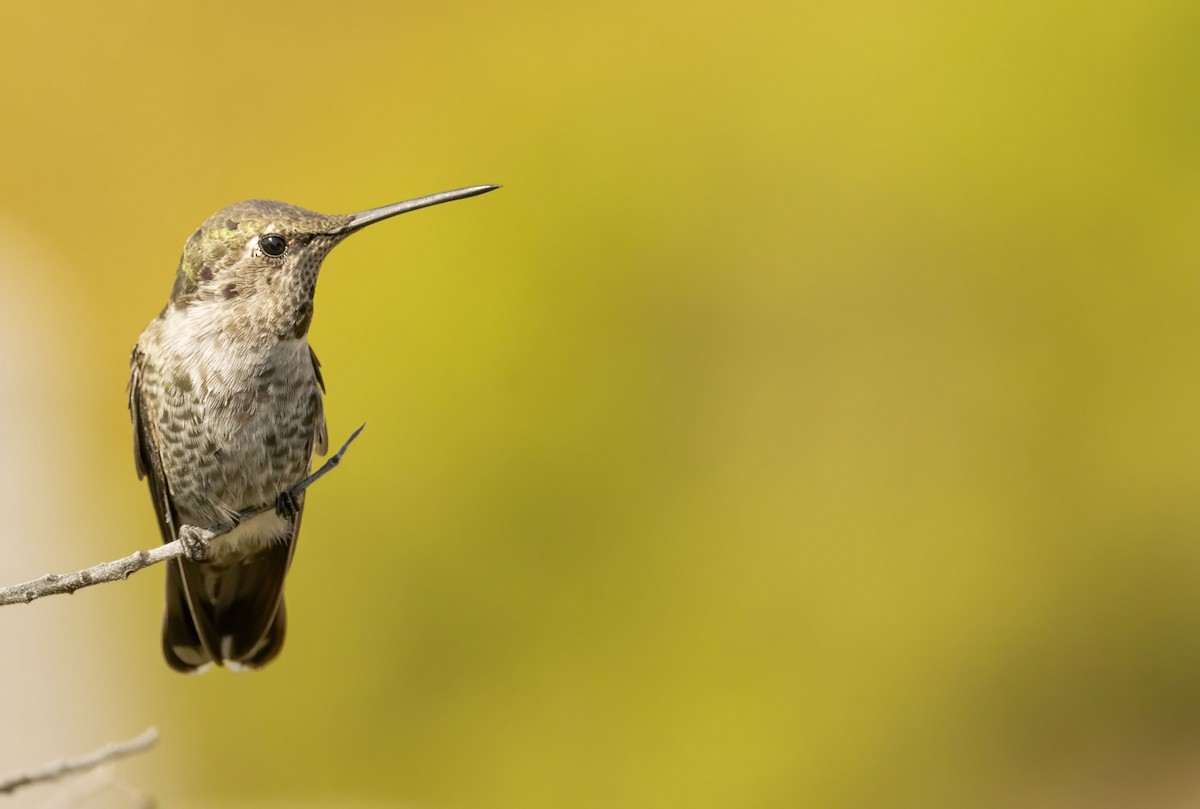 Anna's Hummingbird - ML643555344
