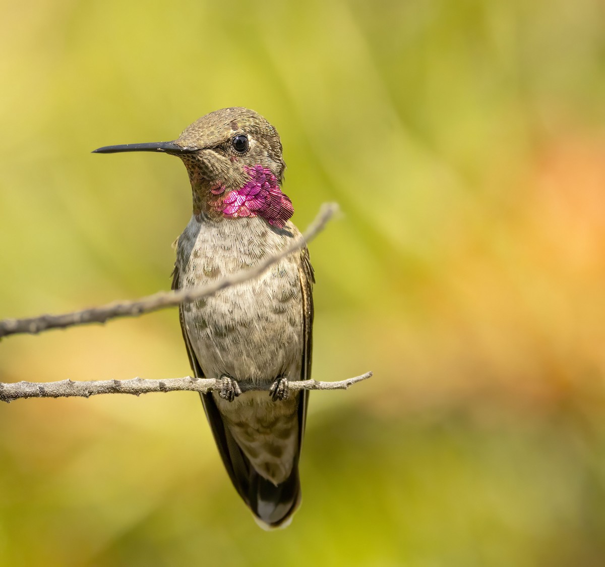 Anna's Hummingbird - ML643555345