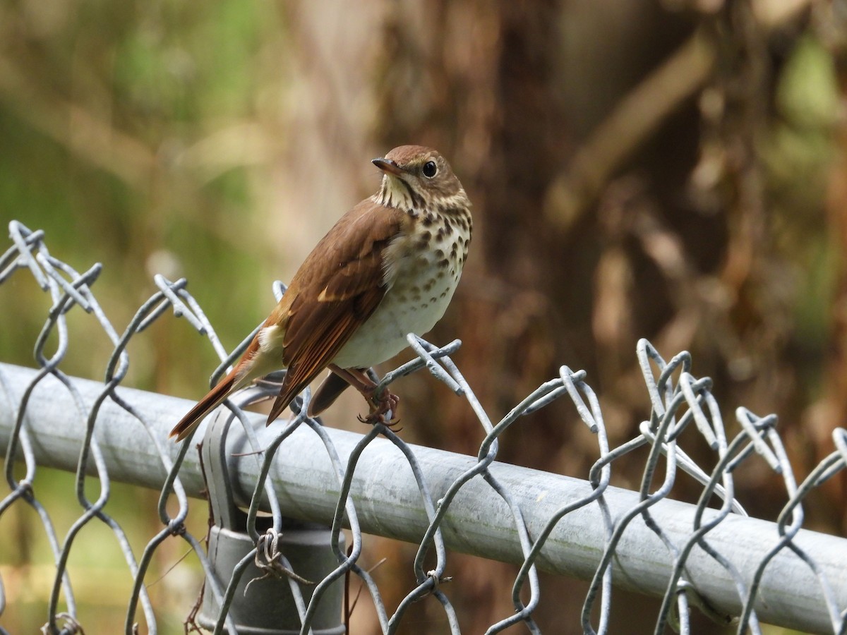 Hermit Thrush - ML643555347