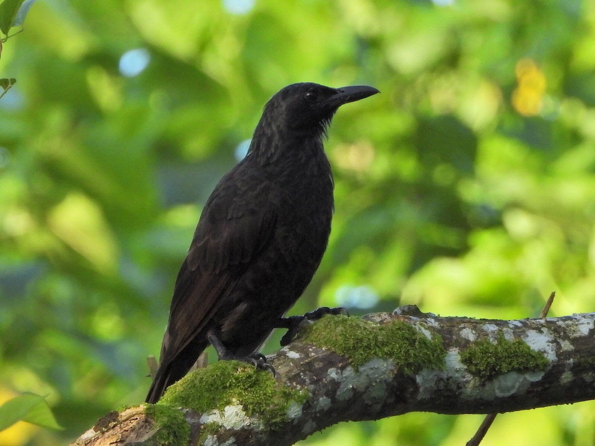 Samoan Starling - ML643555349