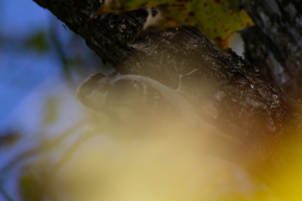 Пушистый дятел - ML643555354