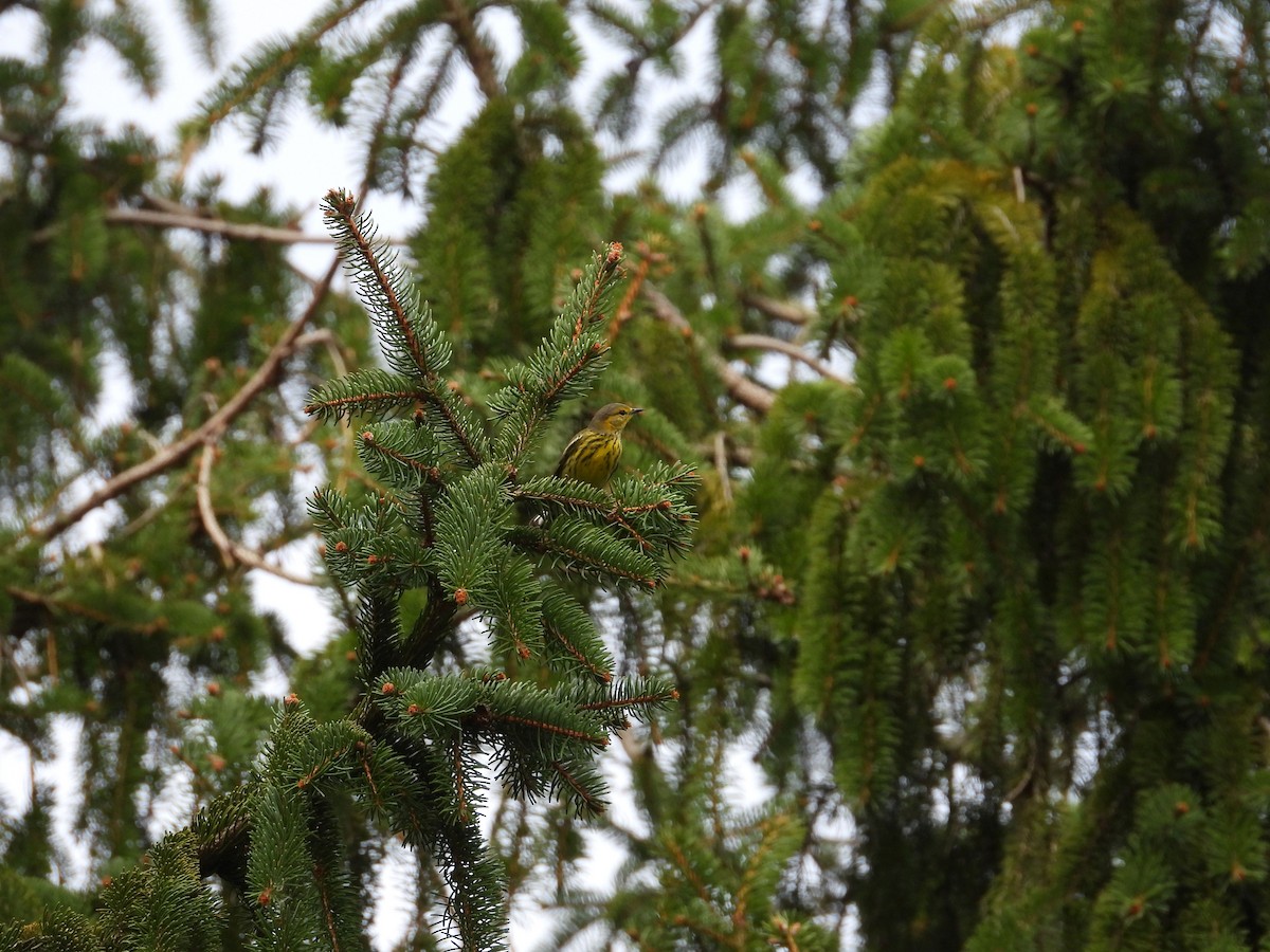 Cape May Warbler - ML643555385