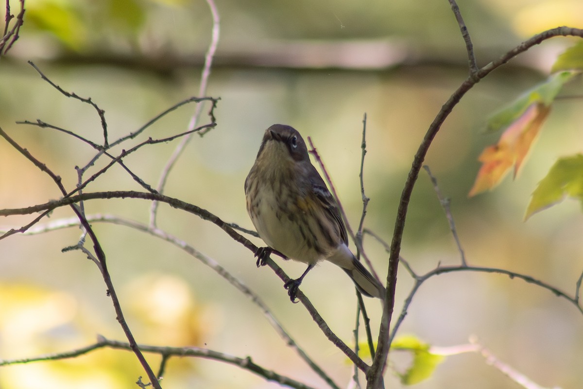 Миртовый певун - ML643555394