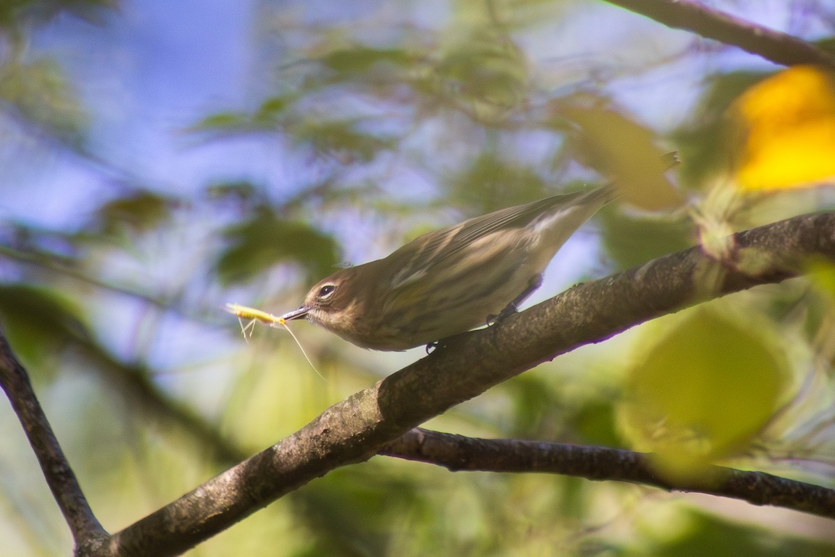 Миртовый певун - ML643555395