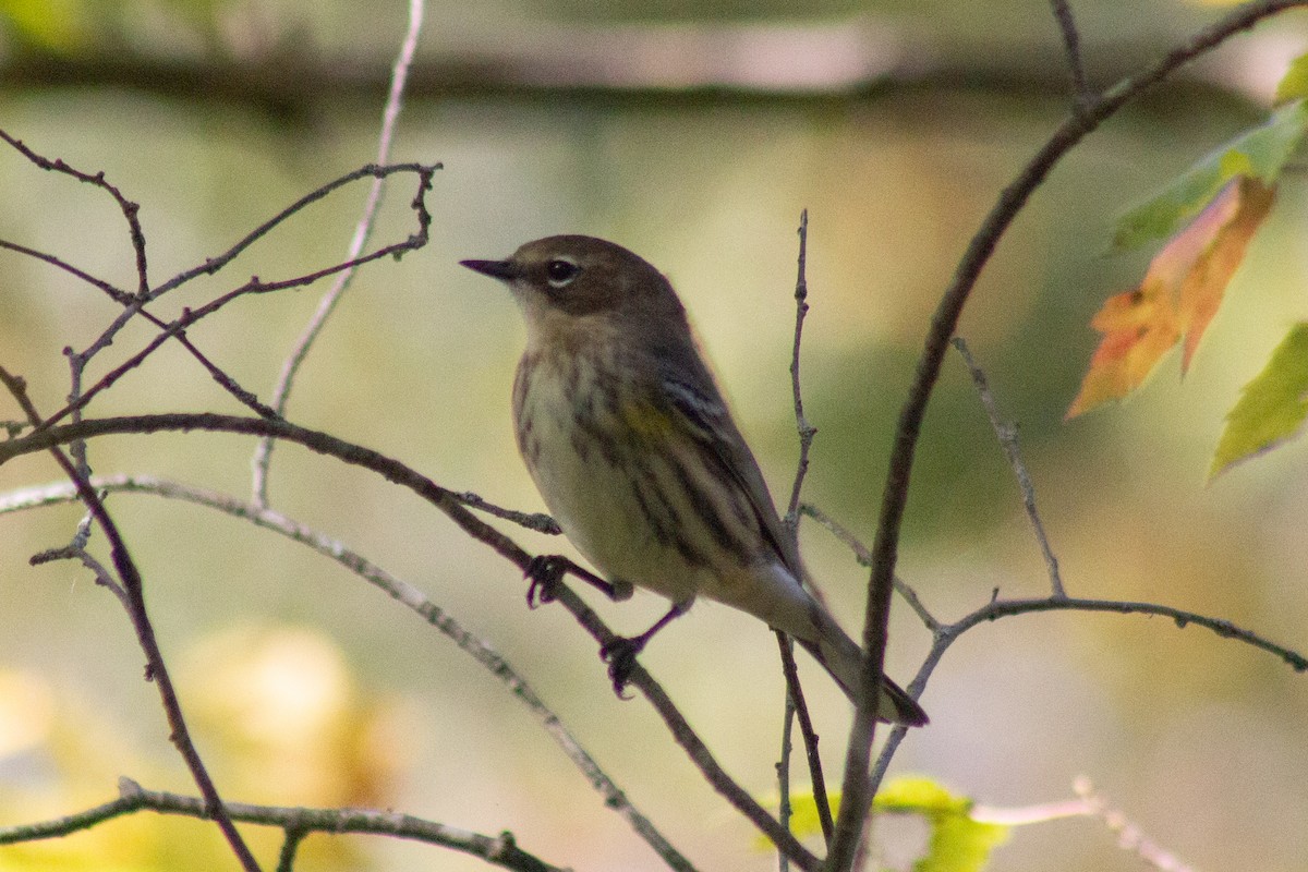 Миртовый певун - ML643555396