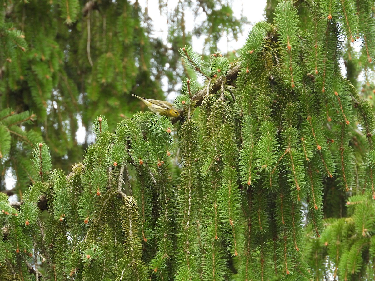 Cape May Warbler - ML643555401