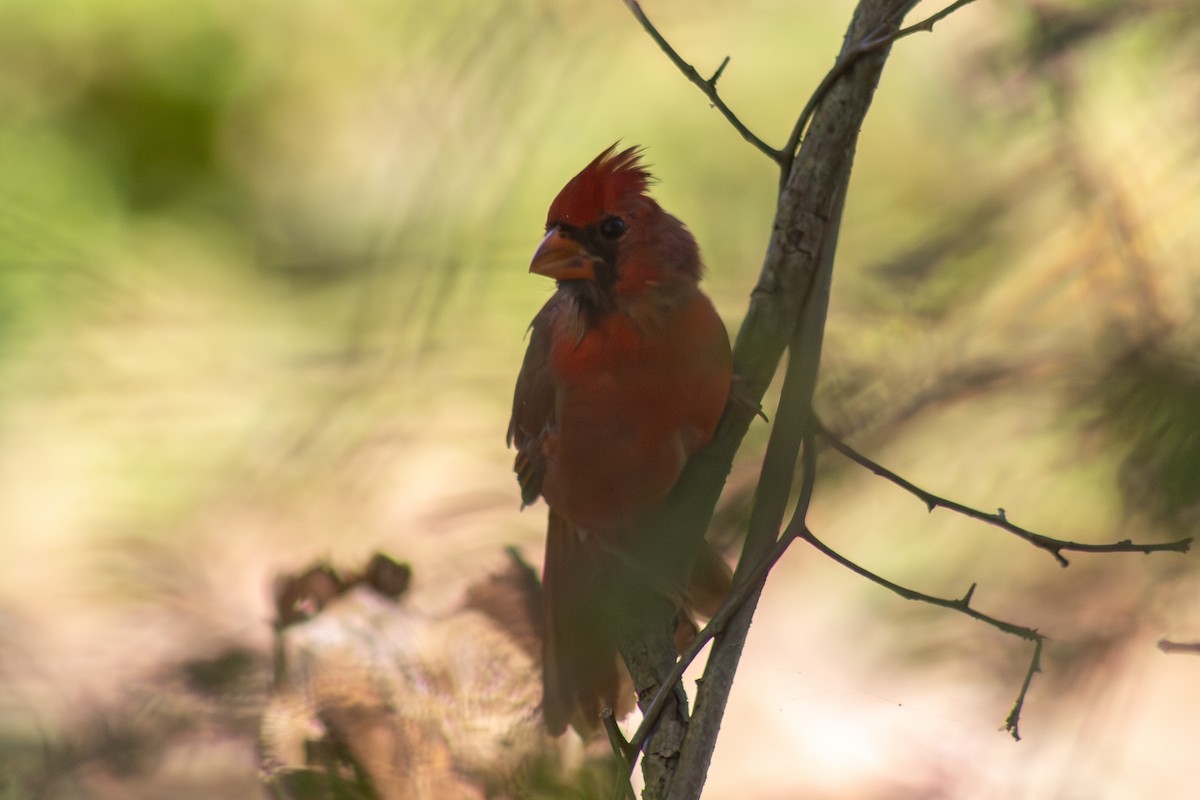 Красный кардинал - ML643555402