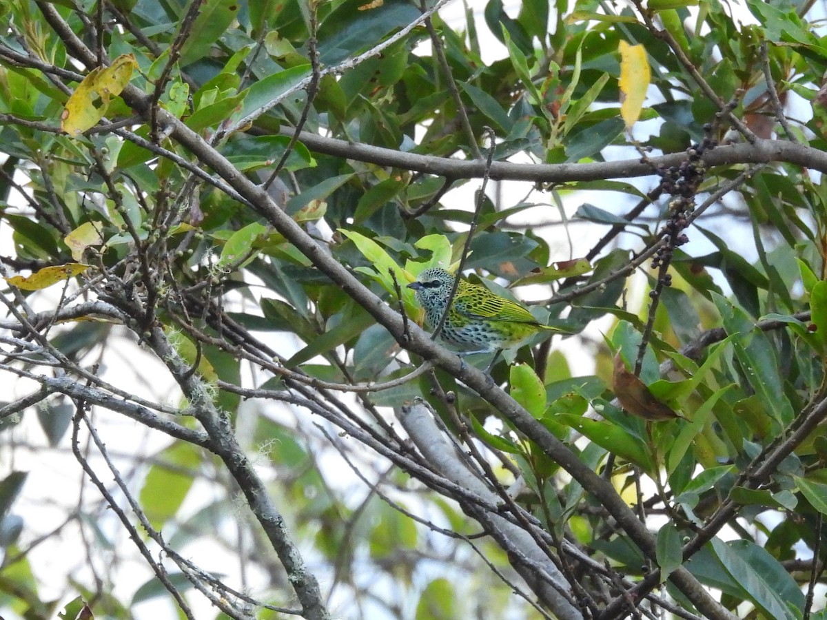 Spotted Tanager - ML643555408